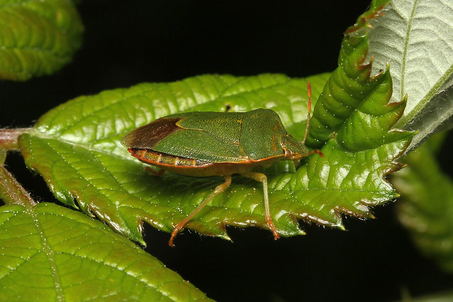 Palomena prasina (Green Shield Bug) - Guernsey