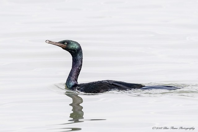 Pelagic Cormorant ©