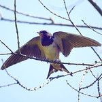 Rauchschwalbe (Barn Swallow, Hirundo rustica), jugendliches Tier