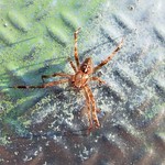 Gartenkreuzspinne (European Garden Spider, Araneus diadematus), Männchen
