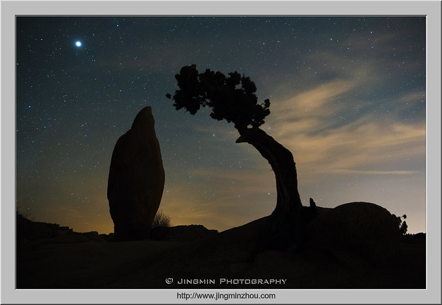 Tree and Rock under Stars