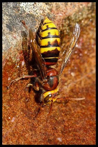 hornet vespacrabro insect drinking summer yellow canon canon7dii canon100mmf28 england suffolk garden eyes wings abdomen thorax head nature bright colours