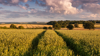 Wheat field in Dorset