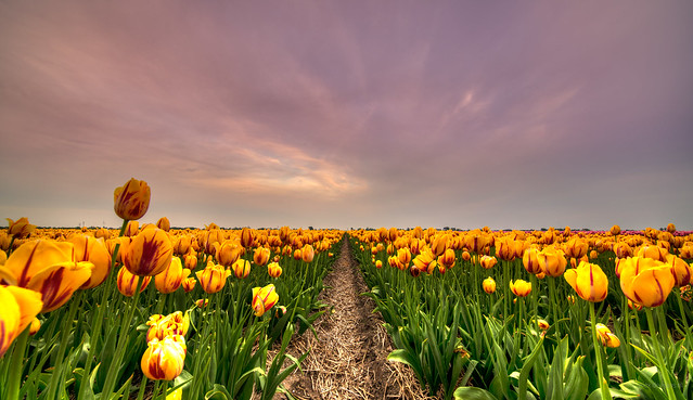 The Tulips at the End of the Universe.