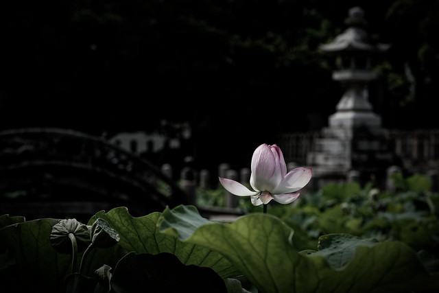 Lotus at the Shrine