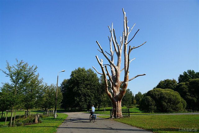 Ein Baum an der Bāriņu iela Riga
