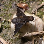 Zickzacklinien-Trauerschweber (Zigzag Bee Fly, Hemipenthes morio)