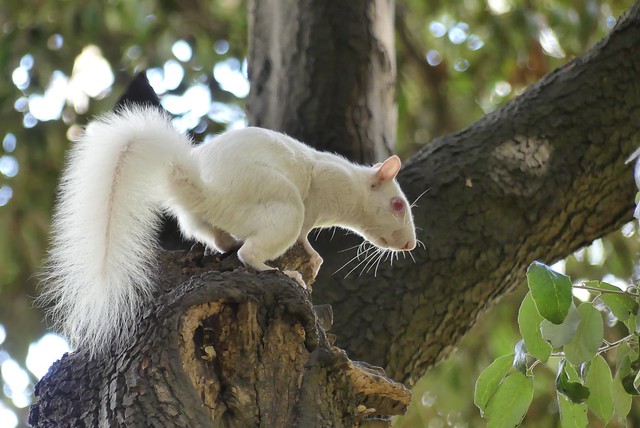 Another sighting of the new Albino Squirrel