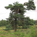 Imposanter Baum in der Wahner Heide;
