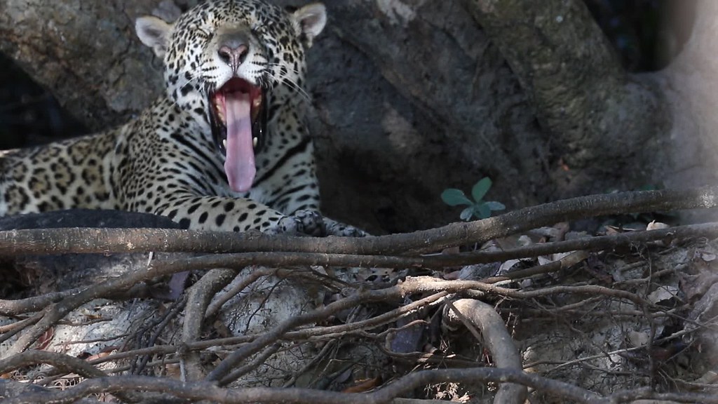 Pantanal Jaguar (Panthera onca)
