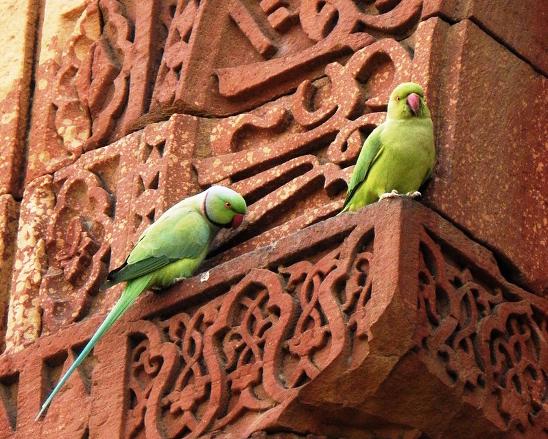 Delhi Qutub Minar complex - two green parrots