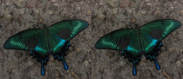 Papilio maackii, stereo parallel view