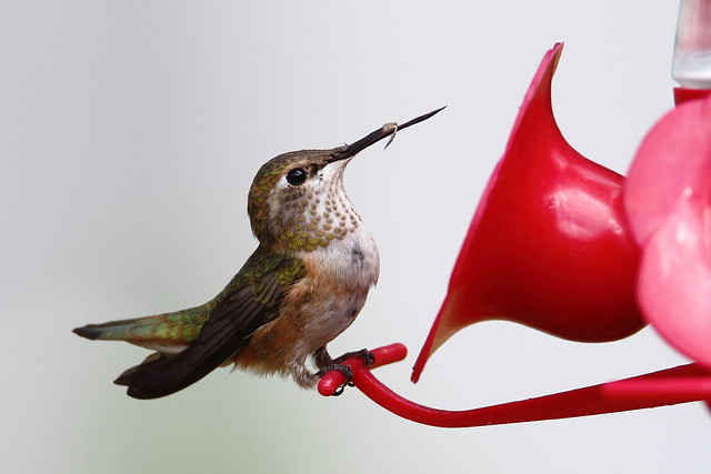 Rufous Hummingbird with damaged bill