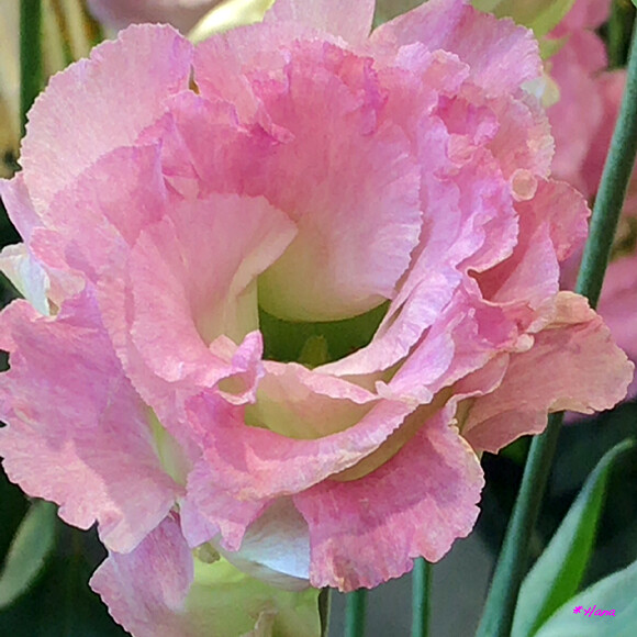 セレブダイヤピンク トルコ桔梗の花言葉は 優美 変わらぬ美 清々しい美しさ 永遠の愛 だそうです Hanatomosan Flickr