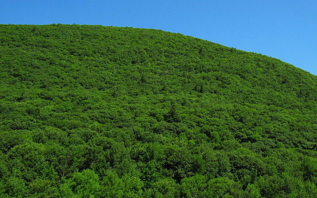 a mountain of green