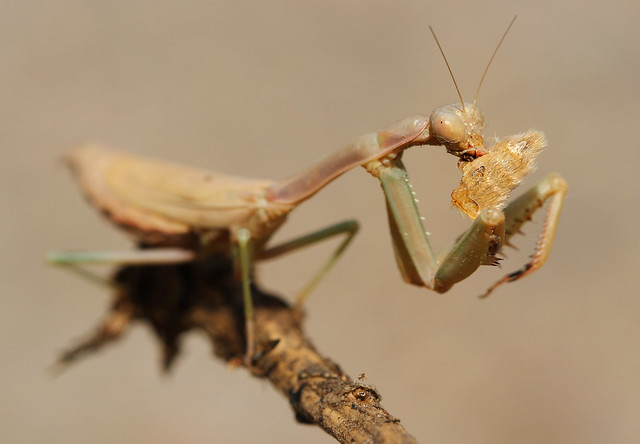 Mantis with catch