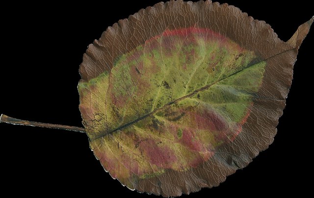 AJanner-autumn-leaf-104-cu4cu