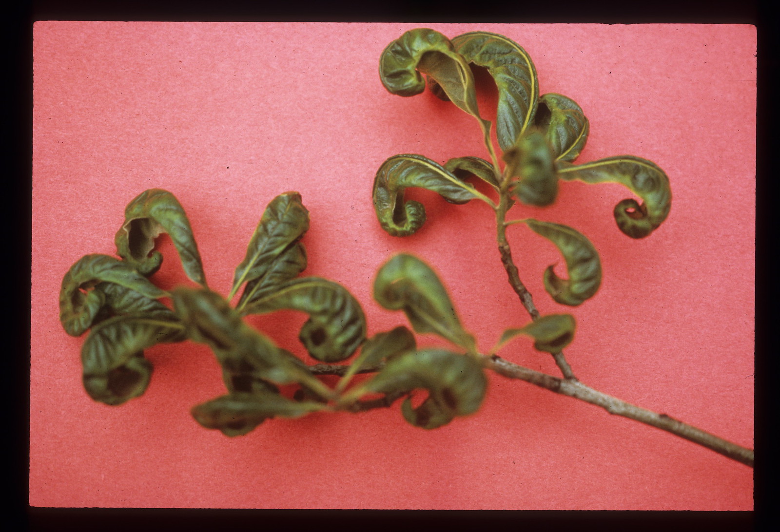 Dicamba Damage Raspberry Dicamba damage | Flickr
