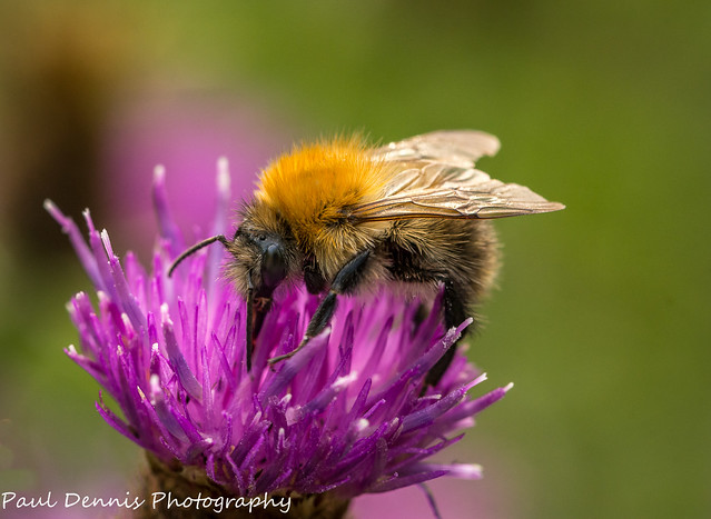 Busy Bee.(Common Carder)