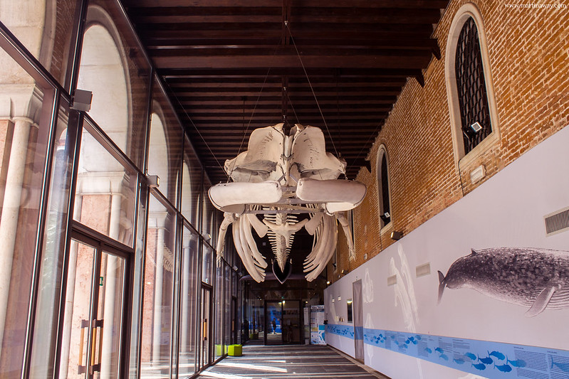 Museo di Storia Naturale, Museum Pass Venezia