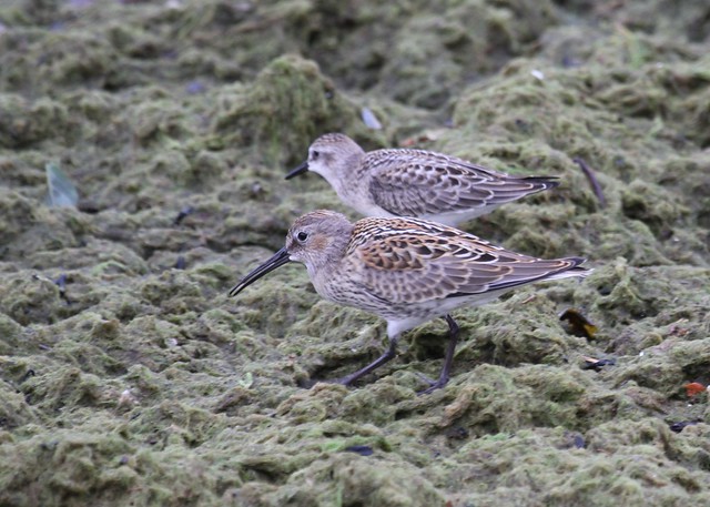 Dunlin (with a Semipalmated Sandpiper)