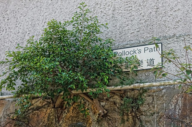 The Peak - Plantation Rd. to Pollocks Path, Hong Kong