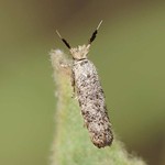 Rottenbohrmotte (Ochsenheimeria taurella)