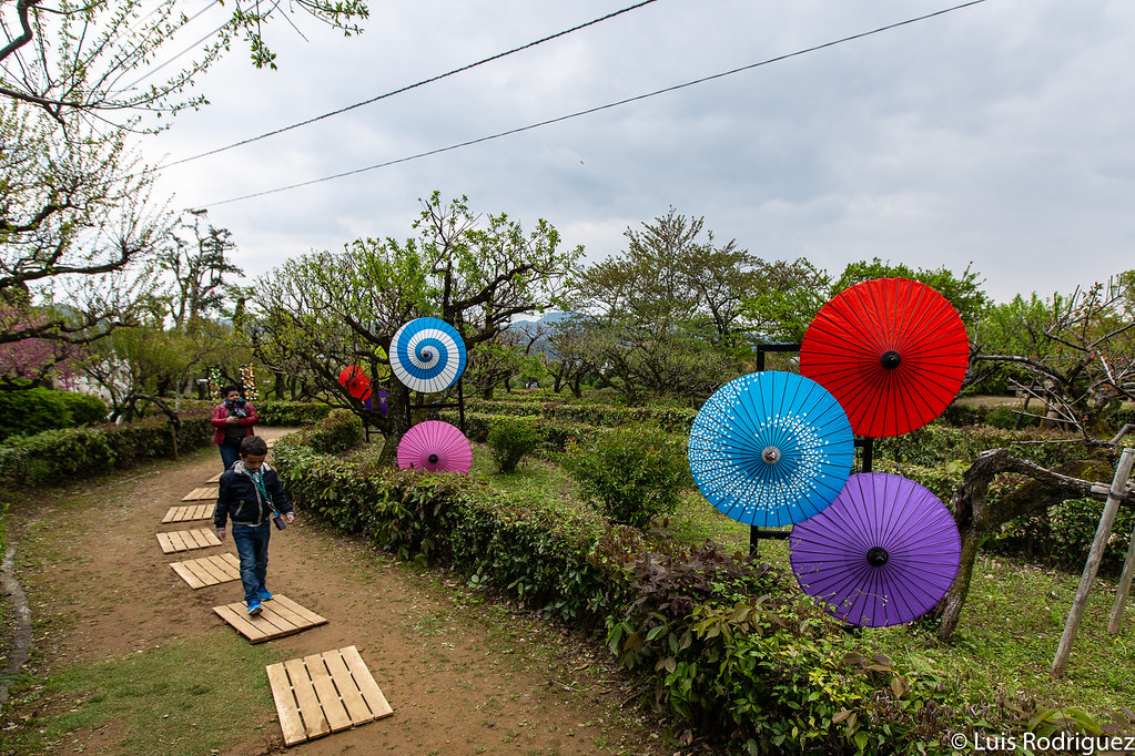 Exposici&oacute;n de wagasa en el parque del castillo de Kochi