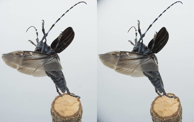 Anoplophora malasiaca, stereo parallel view