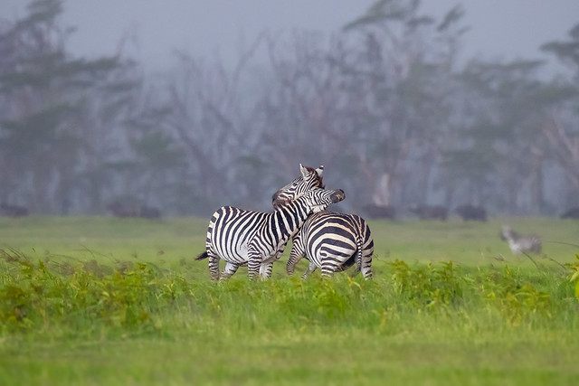 Zebras Necking