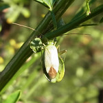 Grüne Distelwanze (Green Thistle Bug, Calocoris affinis)