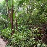 Üppige Vegetation im Regenwaldhaus des Kölner Zoos