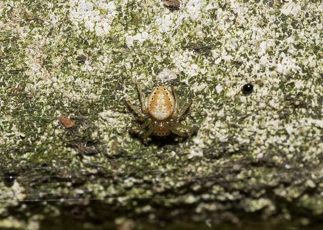 Araniella species (an orb weaver spider)