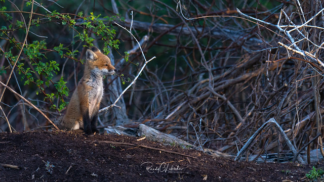 Red Fox - Vulpes vulpes | 2018 - 24 [EXPLORED]