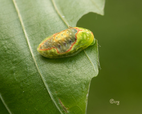 pennsylvania bradfordcounty pisgah caterpillar redcrossedbuttonslug tortricidiapallida beech
