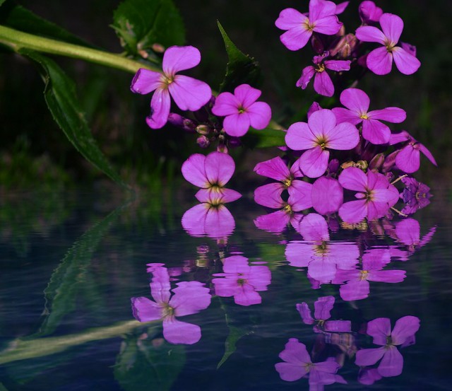 Purple Flowers Reflecting