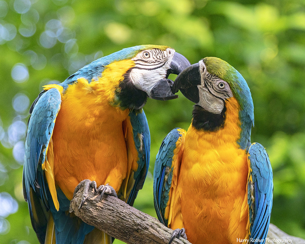 A Pair Of Blue And Gold Macaws Disney Animal Kingdom Flickr,Stuffed Peppers Recipe