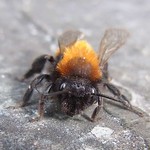 Rotpelzige Sandbiene (Tawny Mining Bee, Andrena fulva)