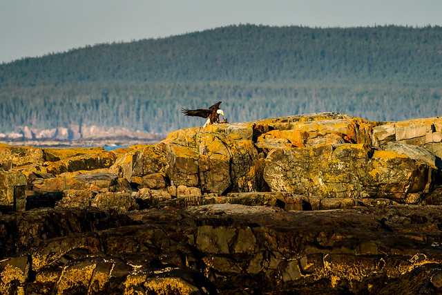 Maine - Bald Eagle