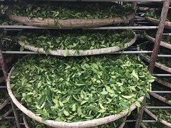 Fresh Tea Leaves