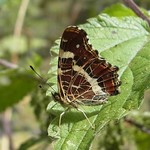 Landkärtchen (Map Butterfly, Araschnia levana f. prorsa), Sommergeneration