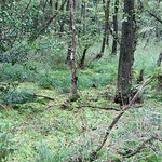 Im Teilstück Auf der Maar in der Wahner Heide liegt am Wolfsheideweg ein Torfmoos-Erlenwald