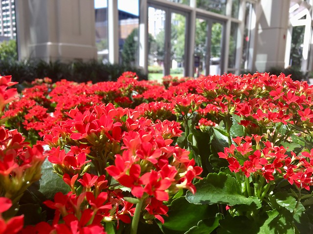 Boston - Prudential Mall Flowers!