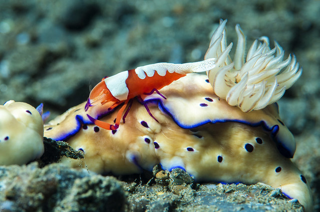 Emperor shrimp on Nudibranch