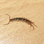 Gemeiner Steinläufer (Brown Centipede, Lithobius forficatus)