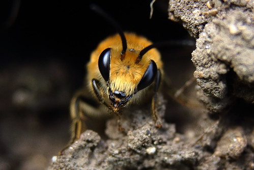 Burrowing Bee | by Andisee