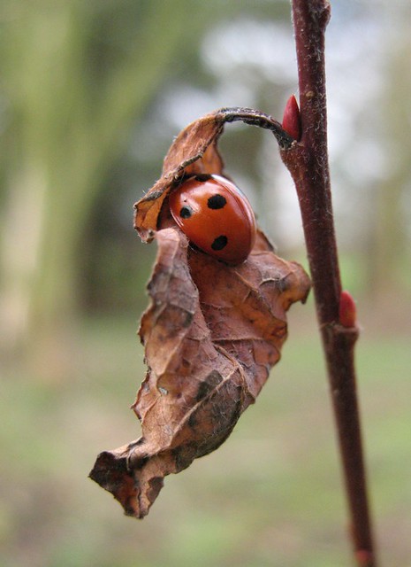 Ladybird and leaf