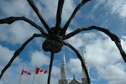 L'araignée Canadienne