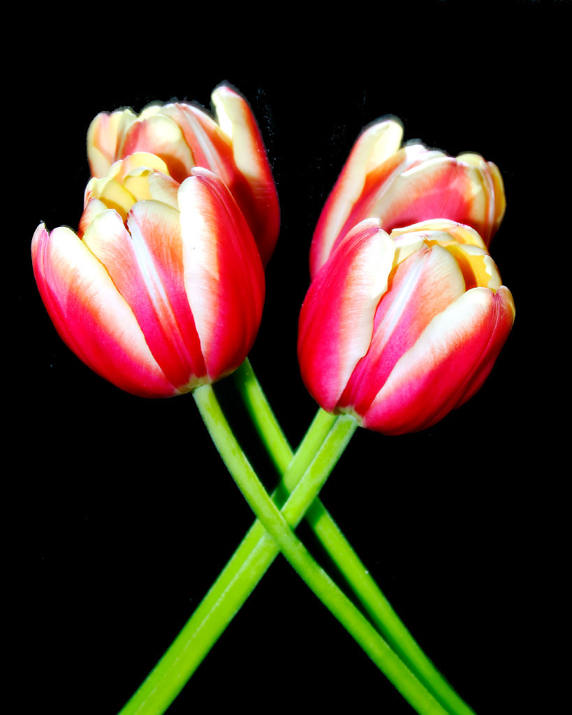 The Tulip Pas de Deux by dragonseye