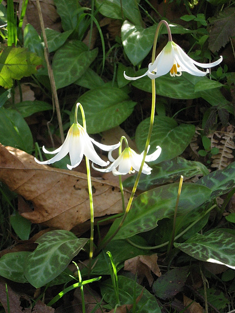 White Fawn Lilly (Erythronium oregonum)